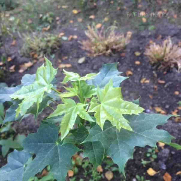 превью изображения отзыва