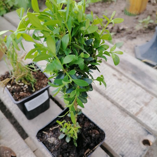 превью изображения отзыва