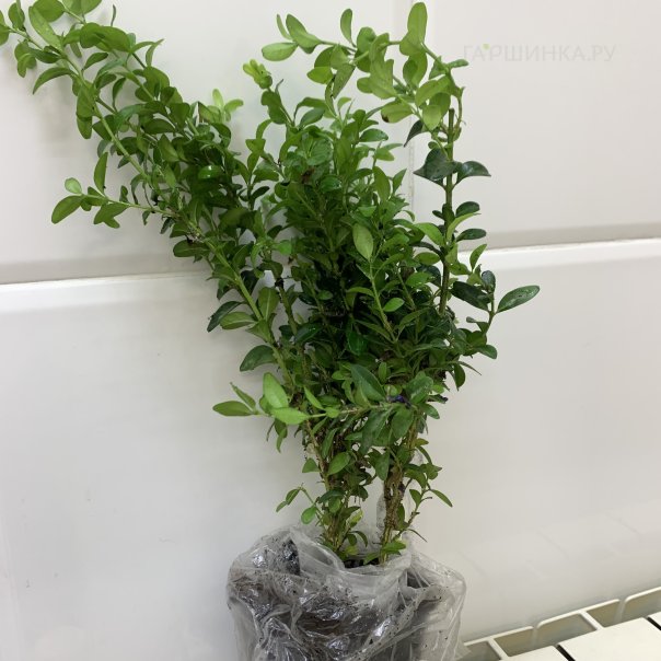 превью изображения отзыва