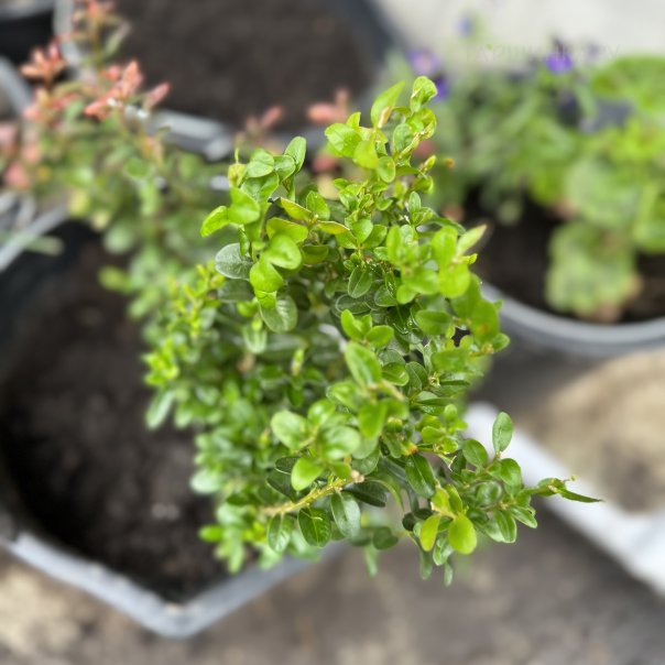 превью изображения отзыва