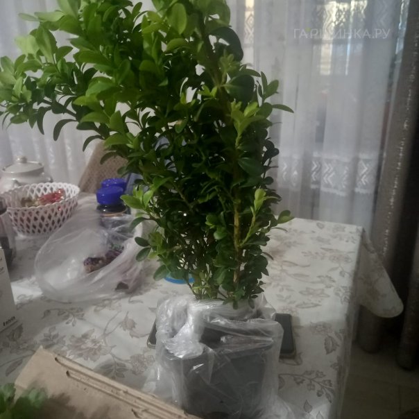 превью изображения отзыва