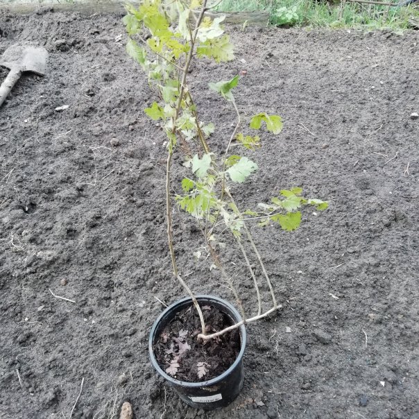 превью изображения отзыва