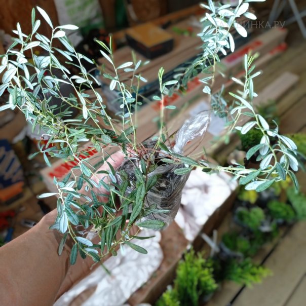 превью изображения отзыва