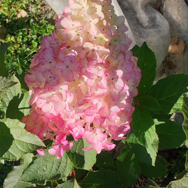 превью изображения отзыва