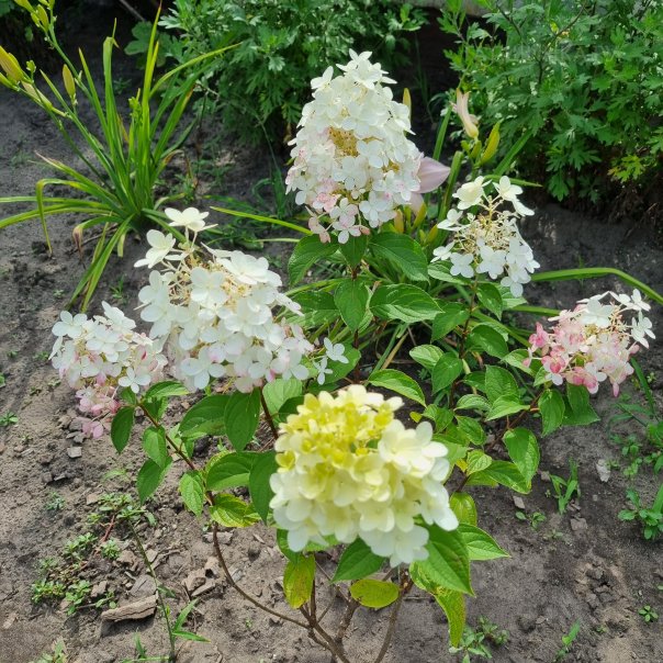 превью изображения отзыва