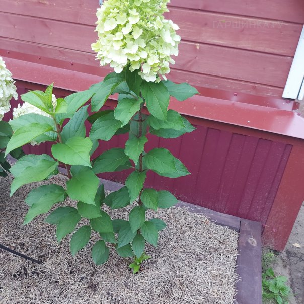 превью изображения отзыва