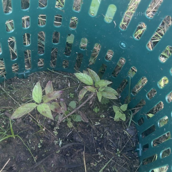 превью изображения отзыва