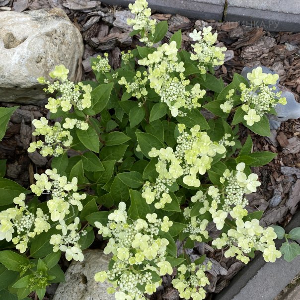 превью изображения отзыва