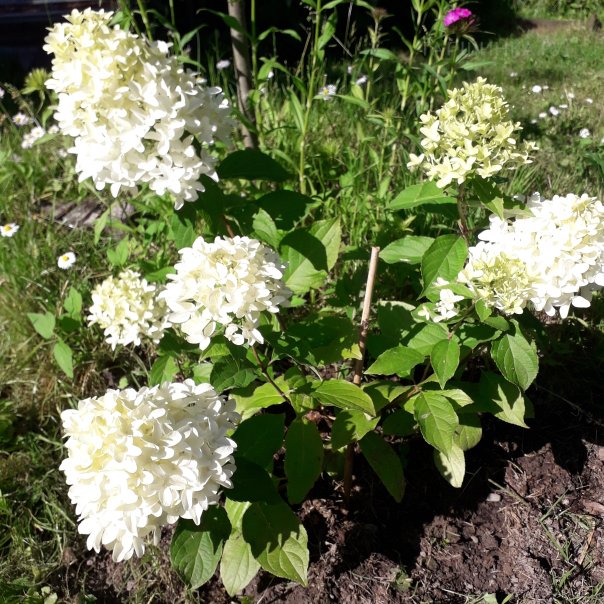 превью изображения отзыва