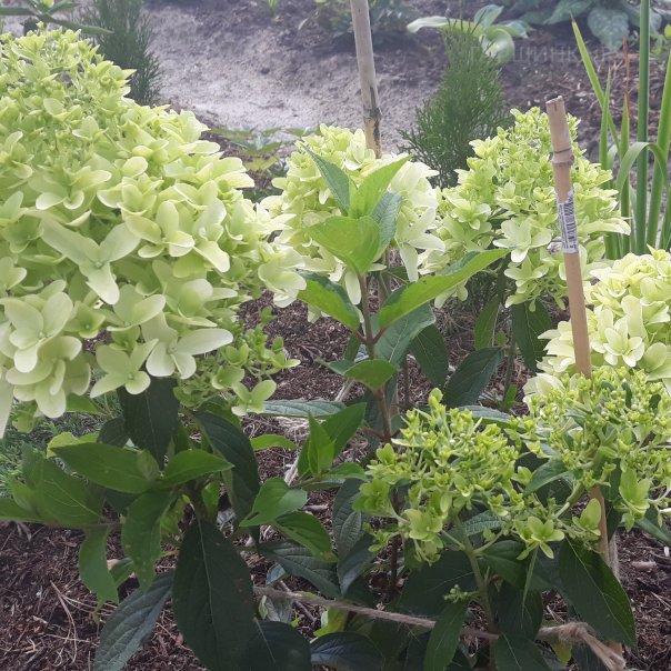 превью изображения отзыва