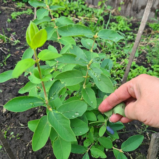 превью изображения отзыва