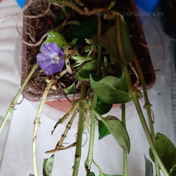 превью изображения отзыва