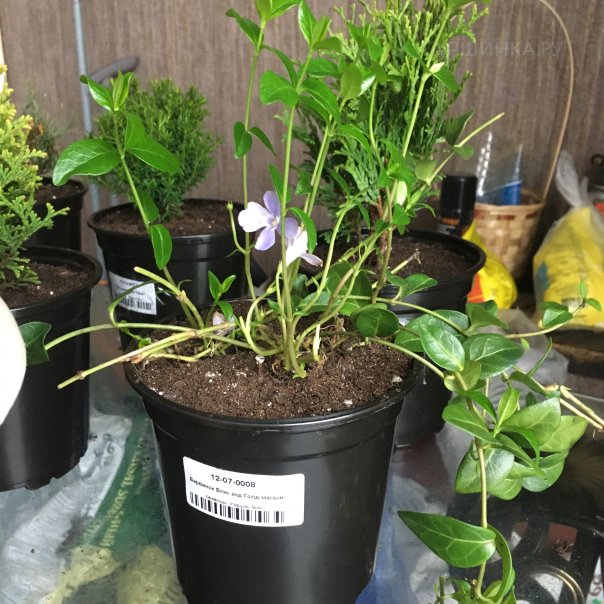 превью изображения отзыва