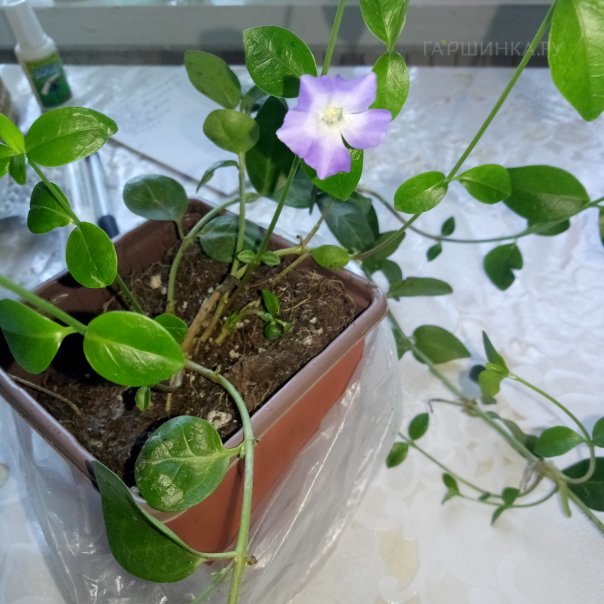 превью изображения отзыва