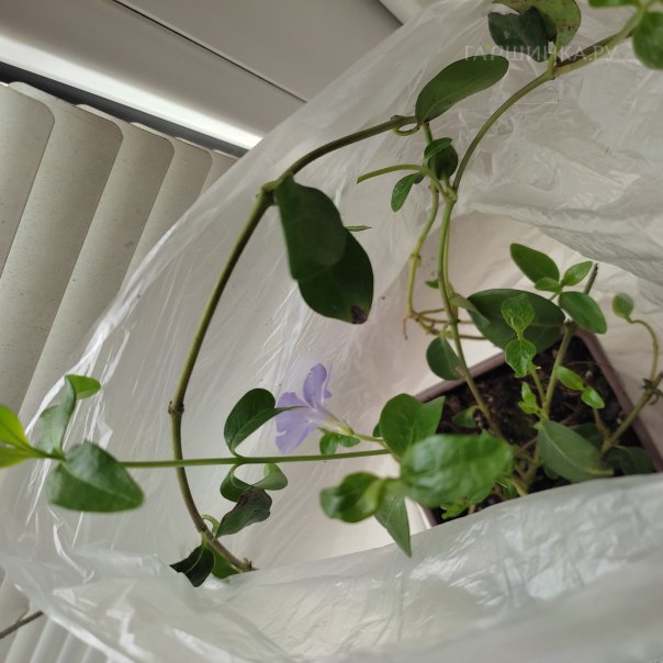 превью изображения отзыва