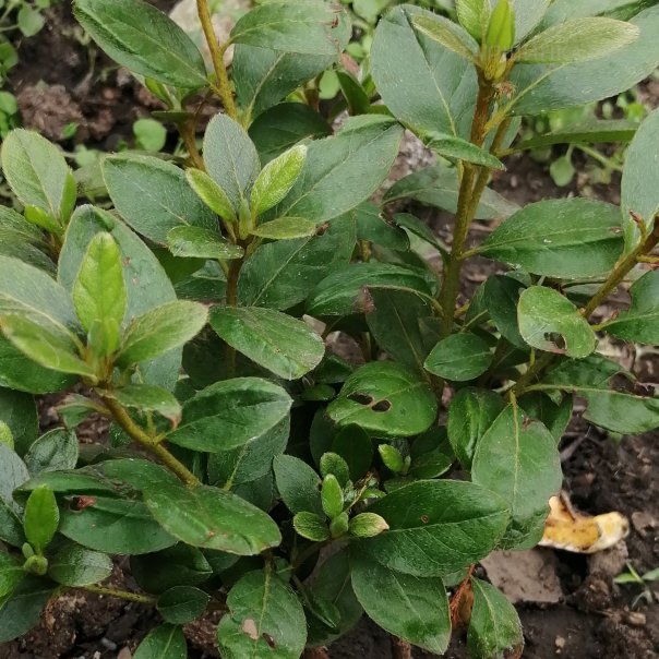 превью изображения отзыва