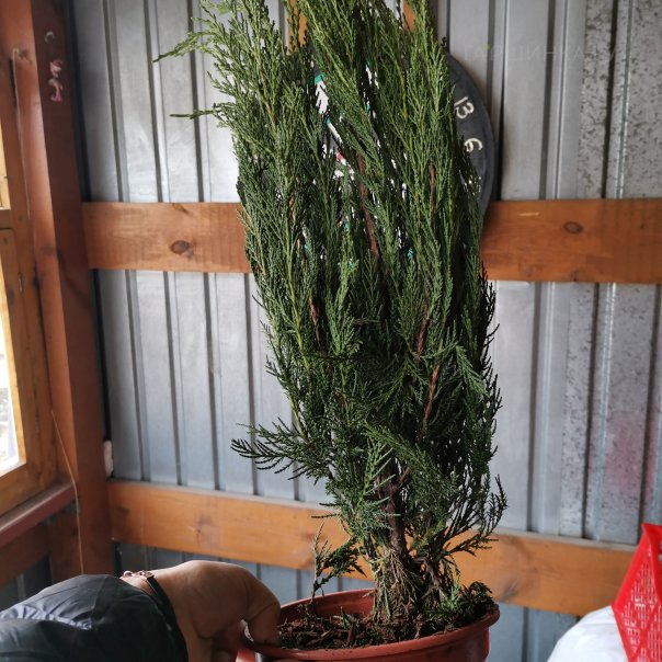 превью изображения отзыва