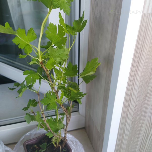 превью изображения отзыва