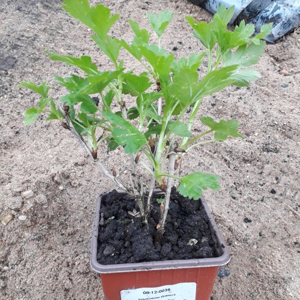 превью изображения отзыва