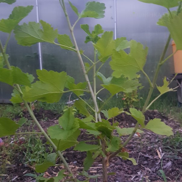 превью изображения отзыва