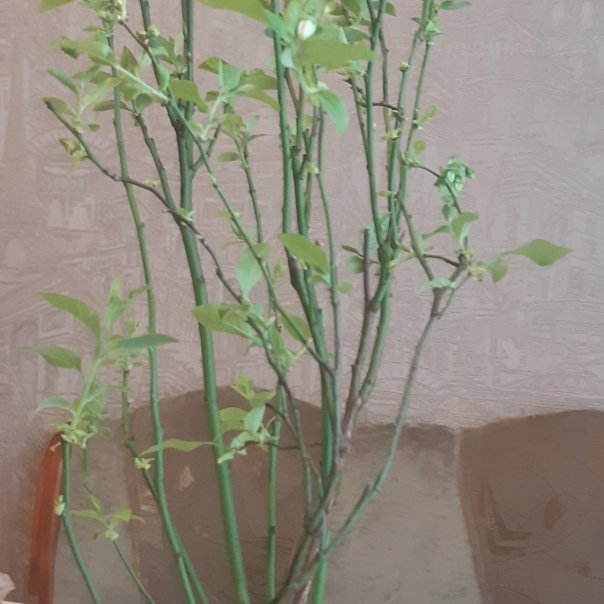 превью изображения отзыва