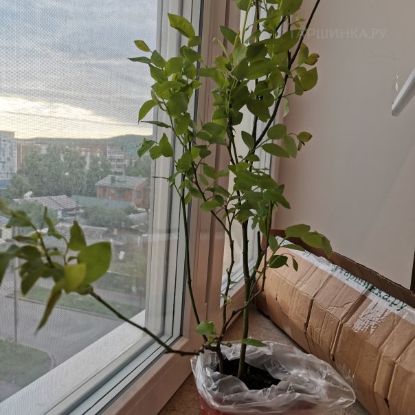 превью изображения отзыва