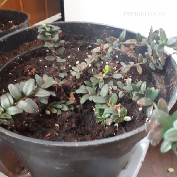 превью изображения отзыва