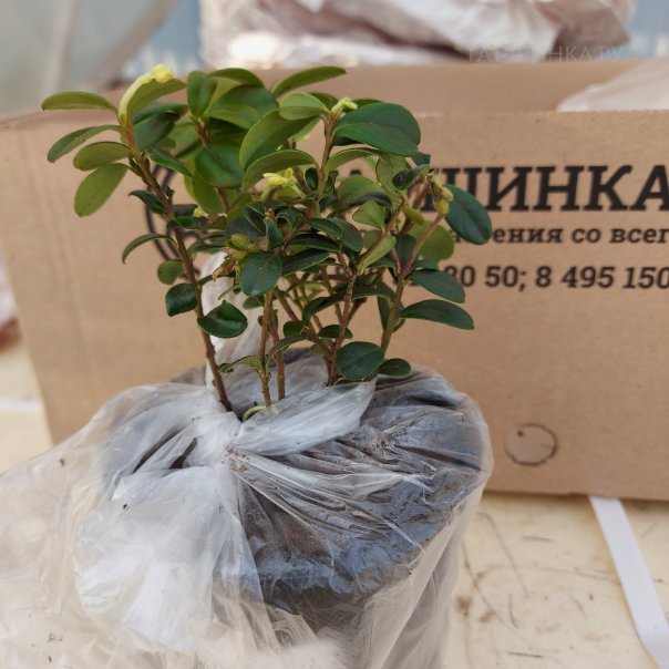 превью изображения отзыва