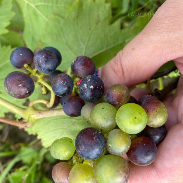 превью изображения отзыва