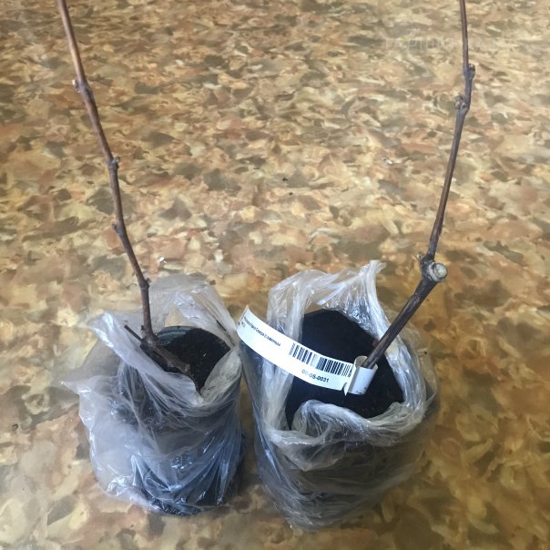 превью изображения отзыва