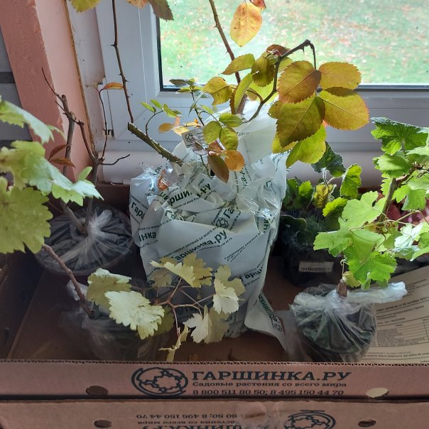 превью изображения отзыва