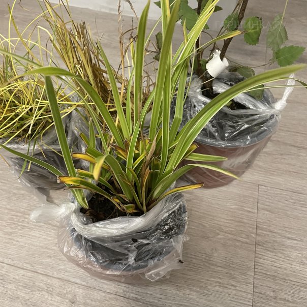 превью изображения отзыва