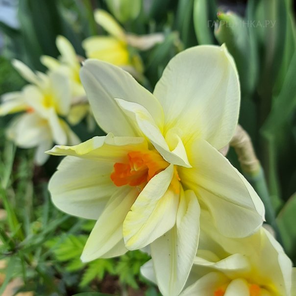 превью изображения отзыва