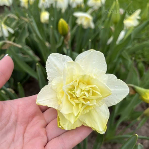 превью изображения отзыва