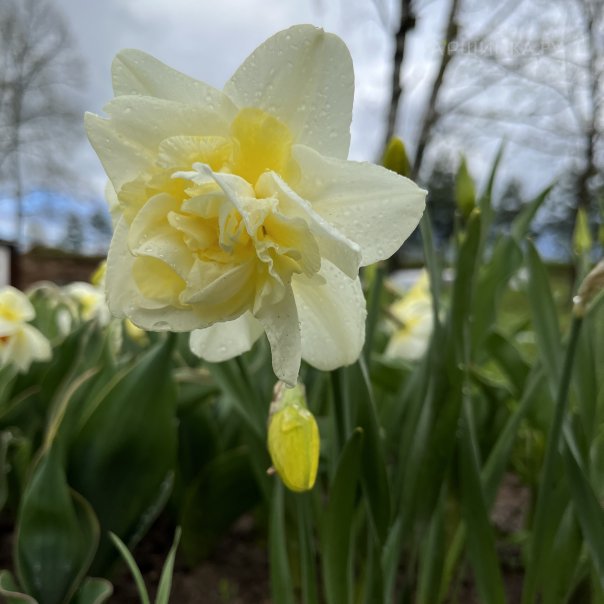 превью изображения отзыва