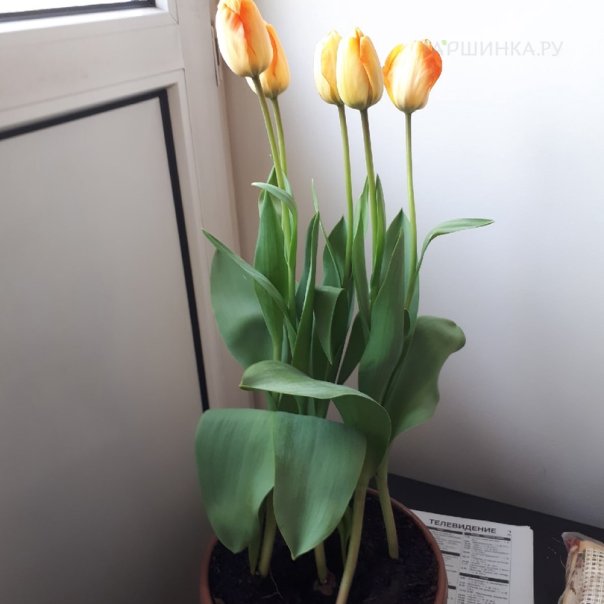 превью изображения отзыва