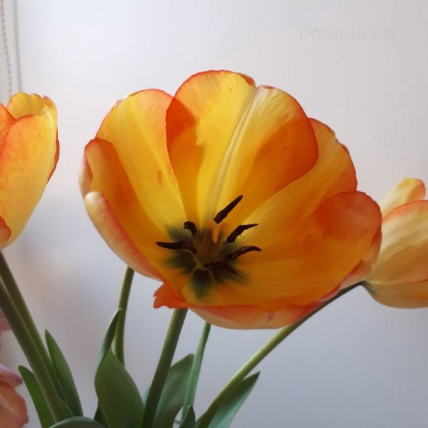 превью изображения отзыва