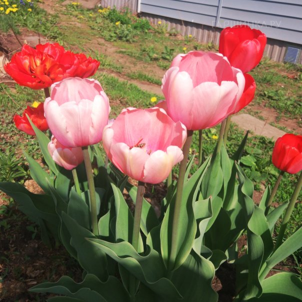 превью изображения отзыва