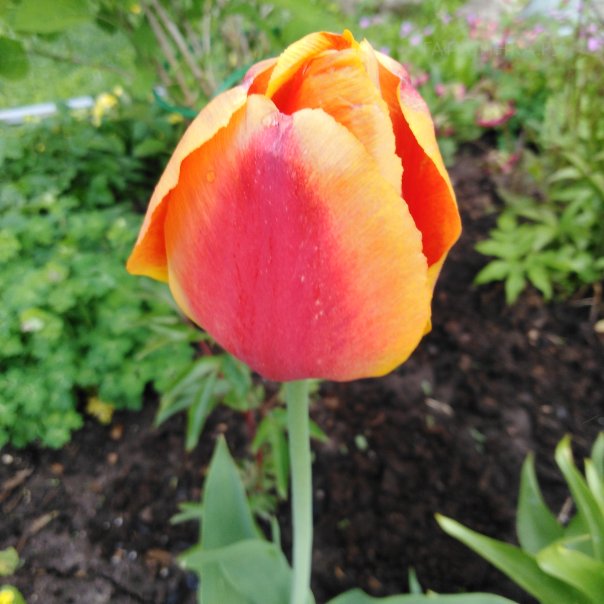 превью изображения отзыва