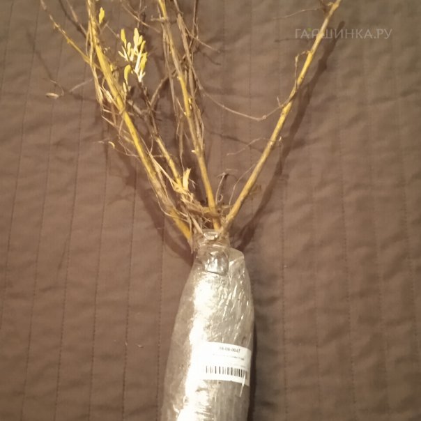 превью изображения отзыва