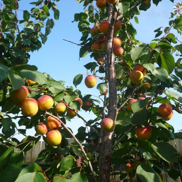 превью изображения отзыва