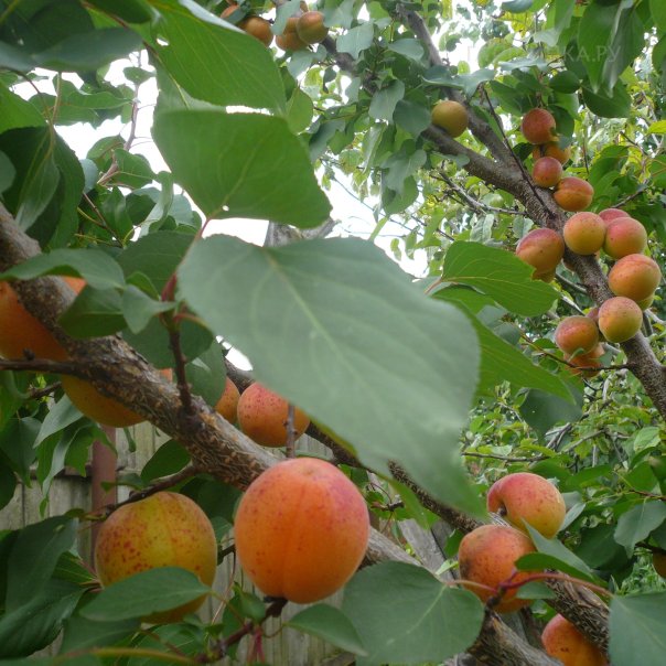 превью изображения отзыва