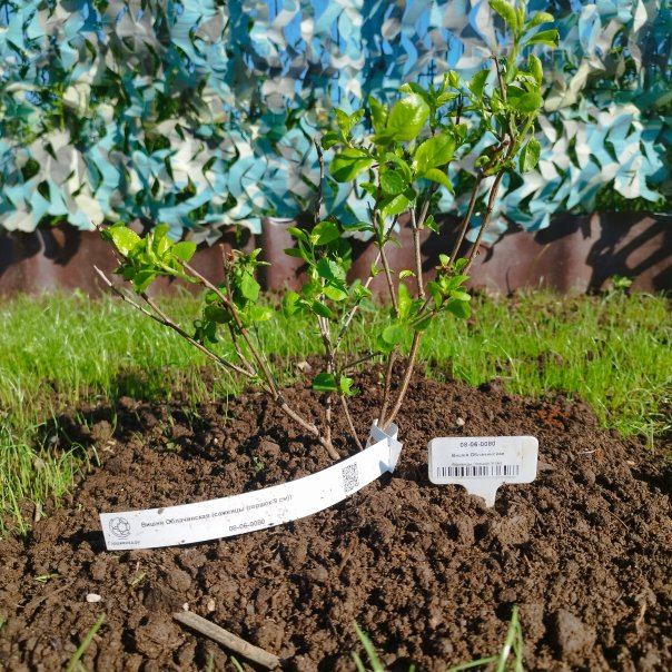 превью изображения отзыва