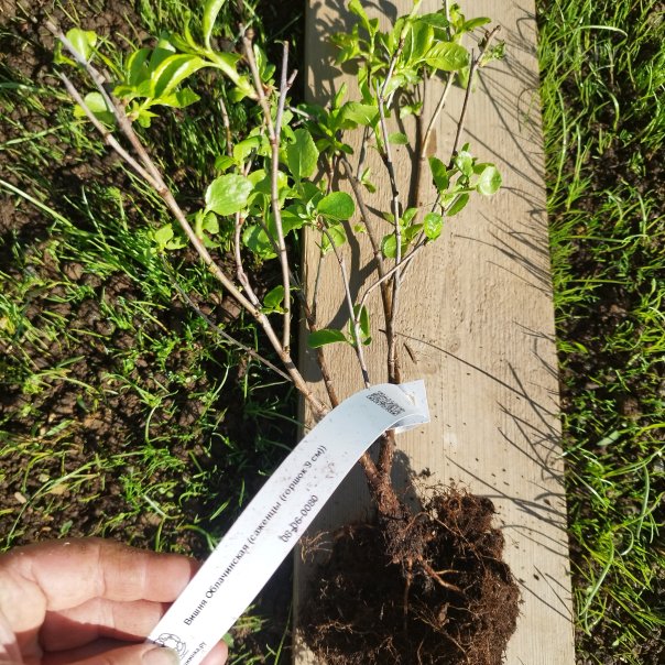 превью изображения отзыва