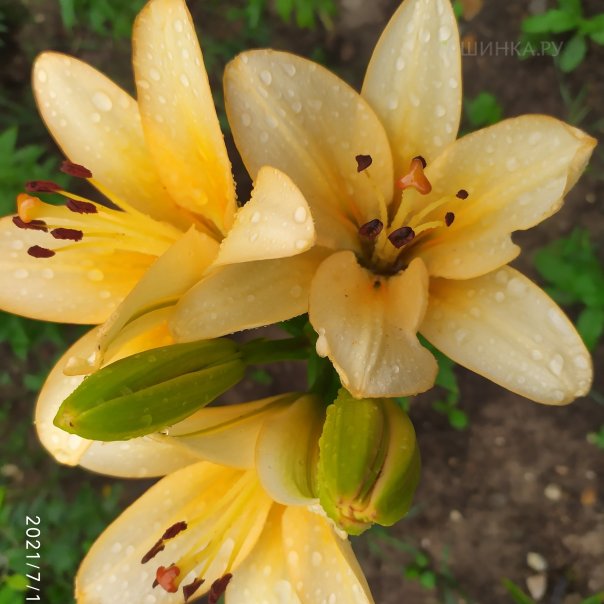 превью изображения отзыва