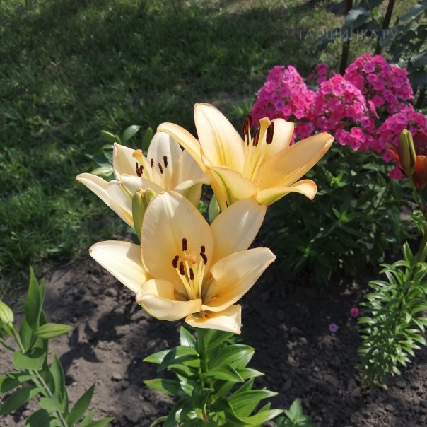 превью изображения отзыва