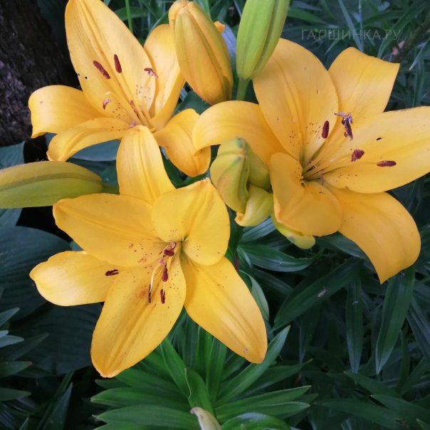 превью изображения отзыва