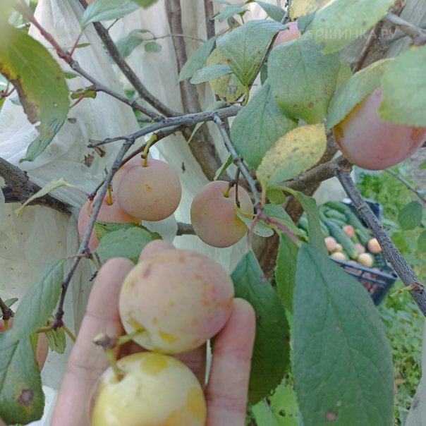 превью изображения отзыва