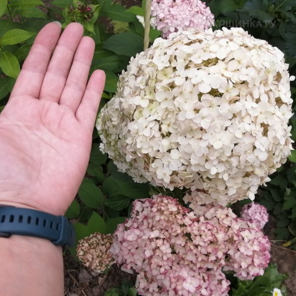 превью изображения отзыва