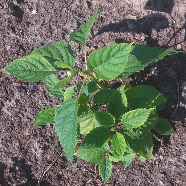 превью изображения отзыва